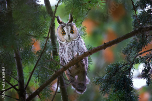 Eared Owl sitting on a tree and watching its prey. photo