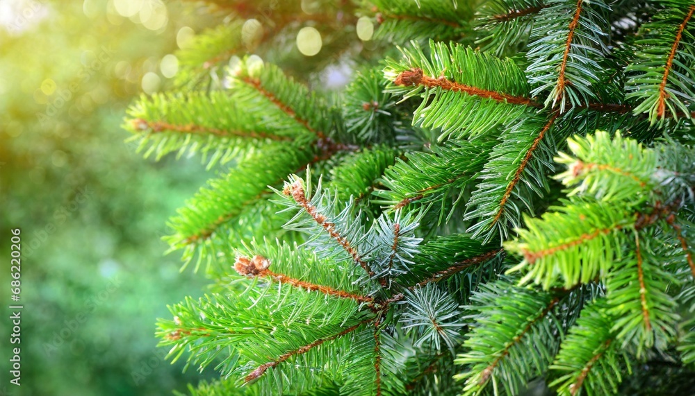 beautiful green fir tree branches close up christmas and winter concept
