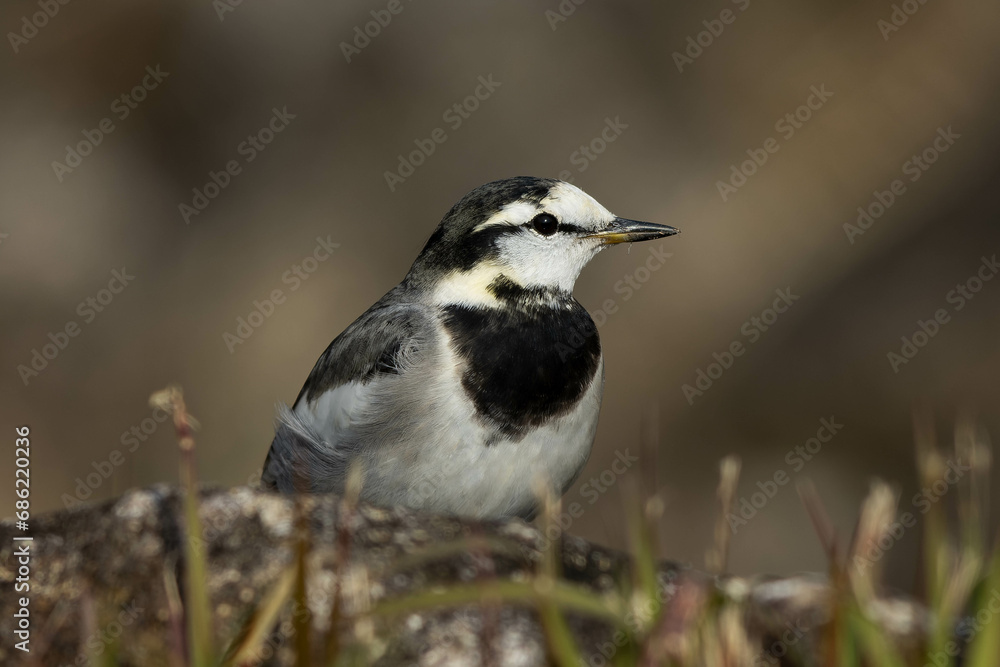 Naklejka premium 岩の向こうから現れたハクセキレイ