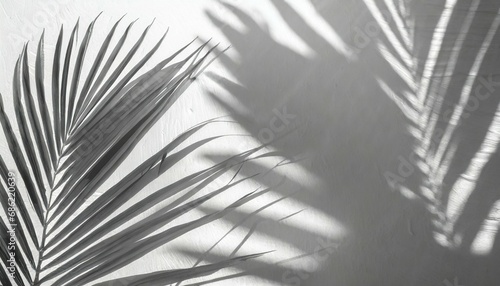 grey shadow of natural palm leaf abstract background falling on white wall texture for background and wallpaper tropical palm leaves foliage shadow overlay effect foliage mockup and design
