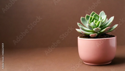 indoor houseplant succulent in pink ceramic pot on brown background generative ai © Mary