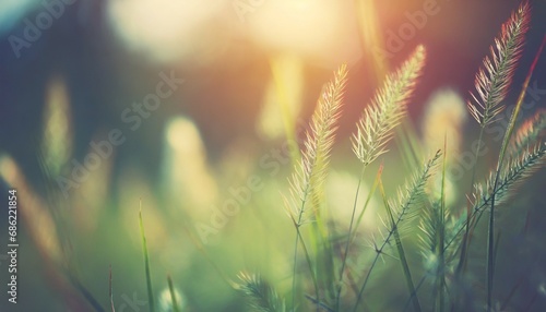 wild grass in the forest at sunset macro image shallow depth of field abstract summer nature background vintage filter © Mary