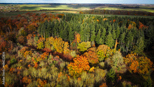 Tableau sur toile Aerial view, forest trees, woodland, deciduous temperate fog, lowland, Britain, UK, England, sunset Sunrise