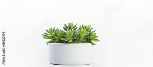 Top view of a small plastic cactus succulent on a white background