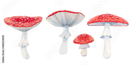 Vector set with watercolor hand drawn fly agaric mushrooms. Stock illustration. Realistic forest mushroom illustrations.