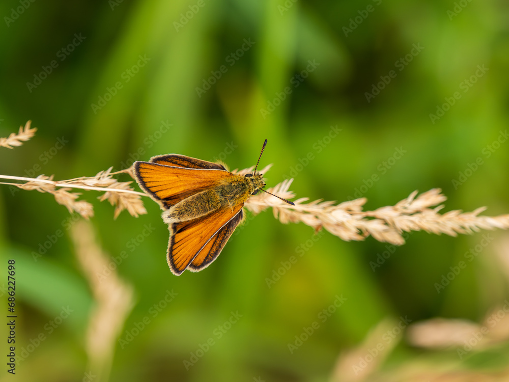 Essex Skipper Resting on a Grass Seed Head Essex Skipper Resting on a Grass Seed Head