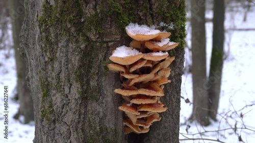 Velvet Shank Mushrooms (Flammulina velutipes) on the tree trunk in a winter forest. 