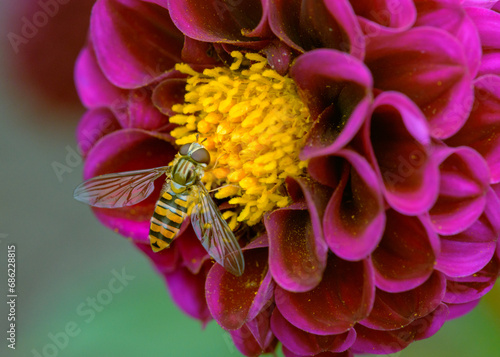 Close up of a hoverfly (syrphid fly) sitting on a magenta colored dahlia flower while drinking nectar.