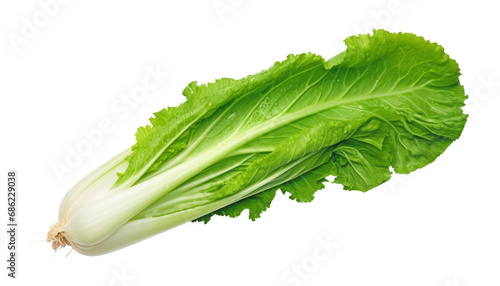 fresh green lettuce isolated on transparent background cutout