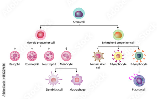 Cells of the innate and adaptive immune system, Hematopoiesis cell type scheme, stem cell, B and T lymphocytes, Basophil, neutrophil, eosinophil, monocyte, dendritic cell, macrophage and plasma cells photo