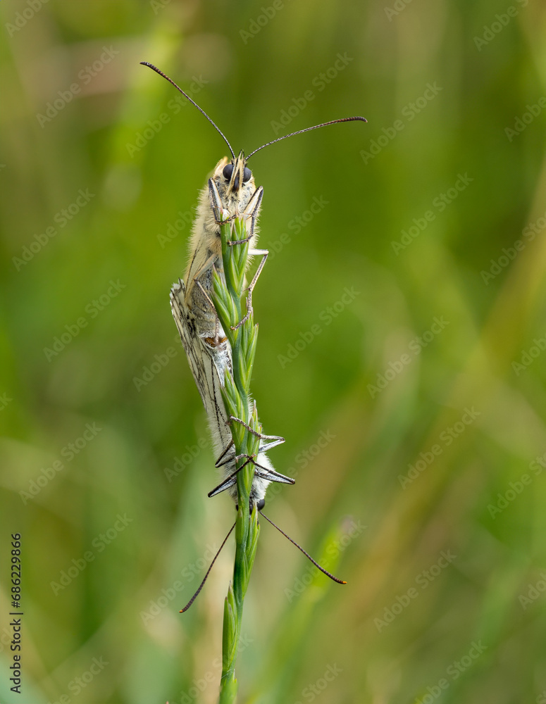 Marbled White Butterflies Mating on a Grass Stem Marbled White Butterflies Mating on a Grass Stem