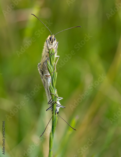 Marbled White Butterflies Mating on a Grass Stem