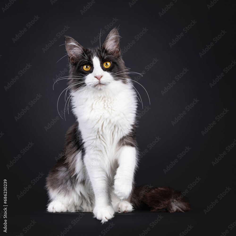 Young adult black smoke with white Maine Coon cat, sitting up straight with paw playful in air facing camera. Looking towards camera with golden eyes. Isolated on a black background.