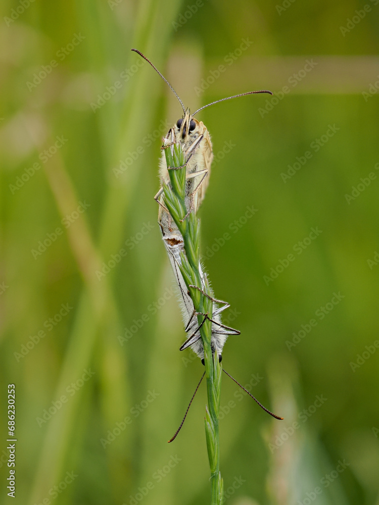 Marbled White Butterflies Mating on a Grass Stem