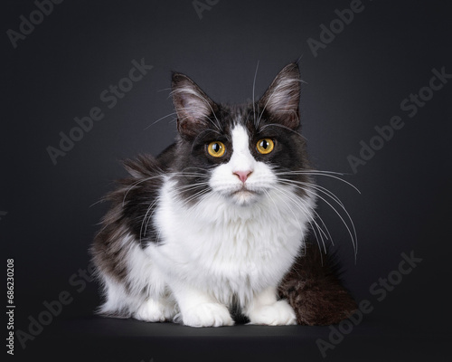 Young adult black smoke with white Maine Coon cat, laying down facing camera. Looking towards camera with golden eyes. Isolated on a black background. © Nynke