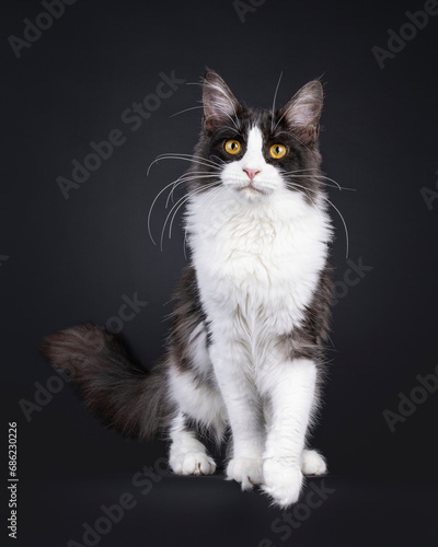 Young adult black smoke with white Maine Coon cat, walking towards viewer. Looking towards camera with golden eyes. Isolated on a black background.