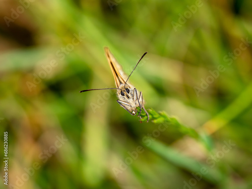 Female Marbled White Butterfly on a Grass Stem