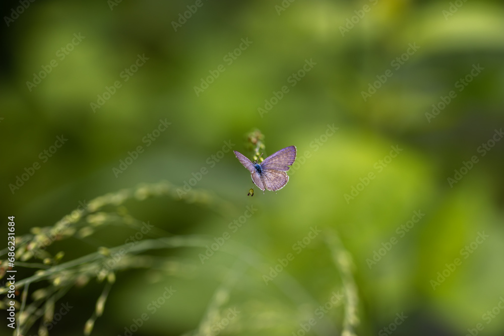Purple Leaf Blue or Amblypodia anita naradoides. Purple Leaf Blue or Amblypodia anita naradoides.