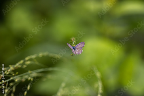 Purple Leaf Blue or Amblypodia anita naradoides.