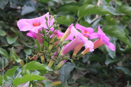 LIGHT PURPLE NOSEGAY