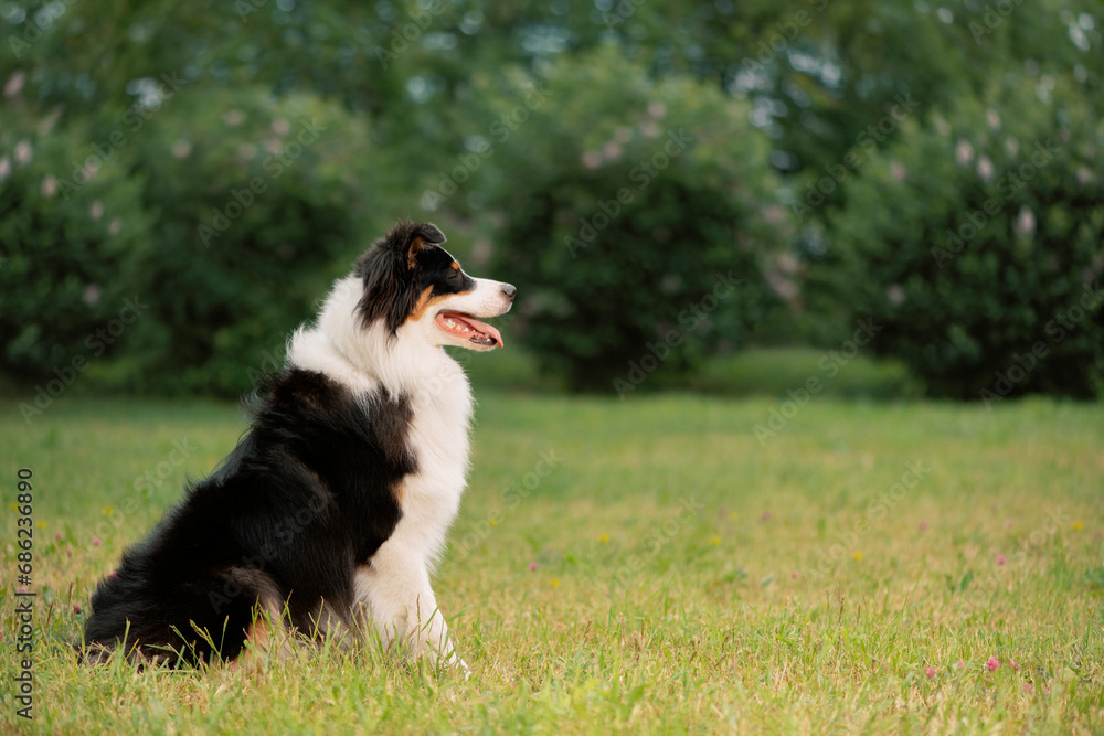 Happy dog with open mouth sitting on lawn, side view Happy dog with open mouth sitting on lawn, side view