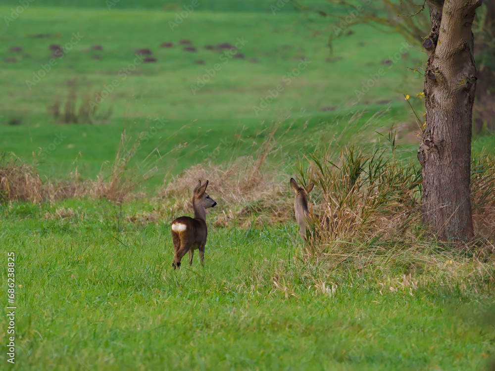deer in the grass deer in the grass