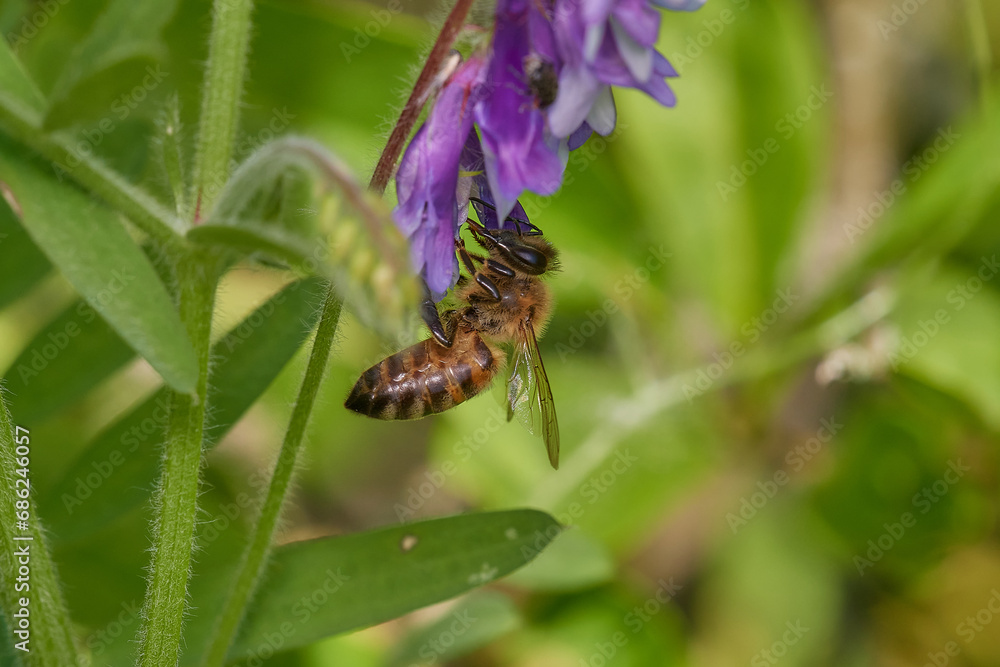 Amazing and hardworking bee on wildflower in summer day, Danubian forest, Slovakia Amazing and hardworking bee on wildflower in summer day, Danubian forest, Slovakia