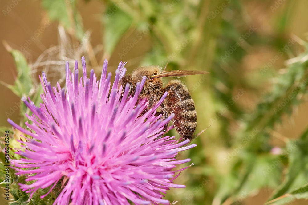 Fototapeta premium Amazing and hardworking bee on wildflower in summer day, Danubian forest, Slovakia