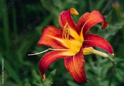 Obraz na plátně Red daylily on green leaves background