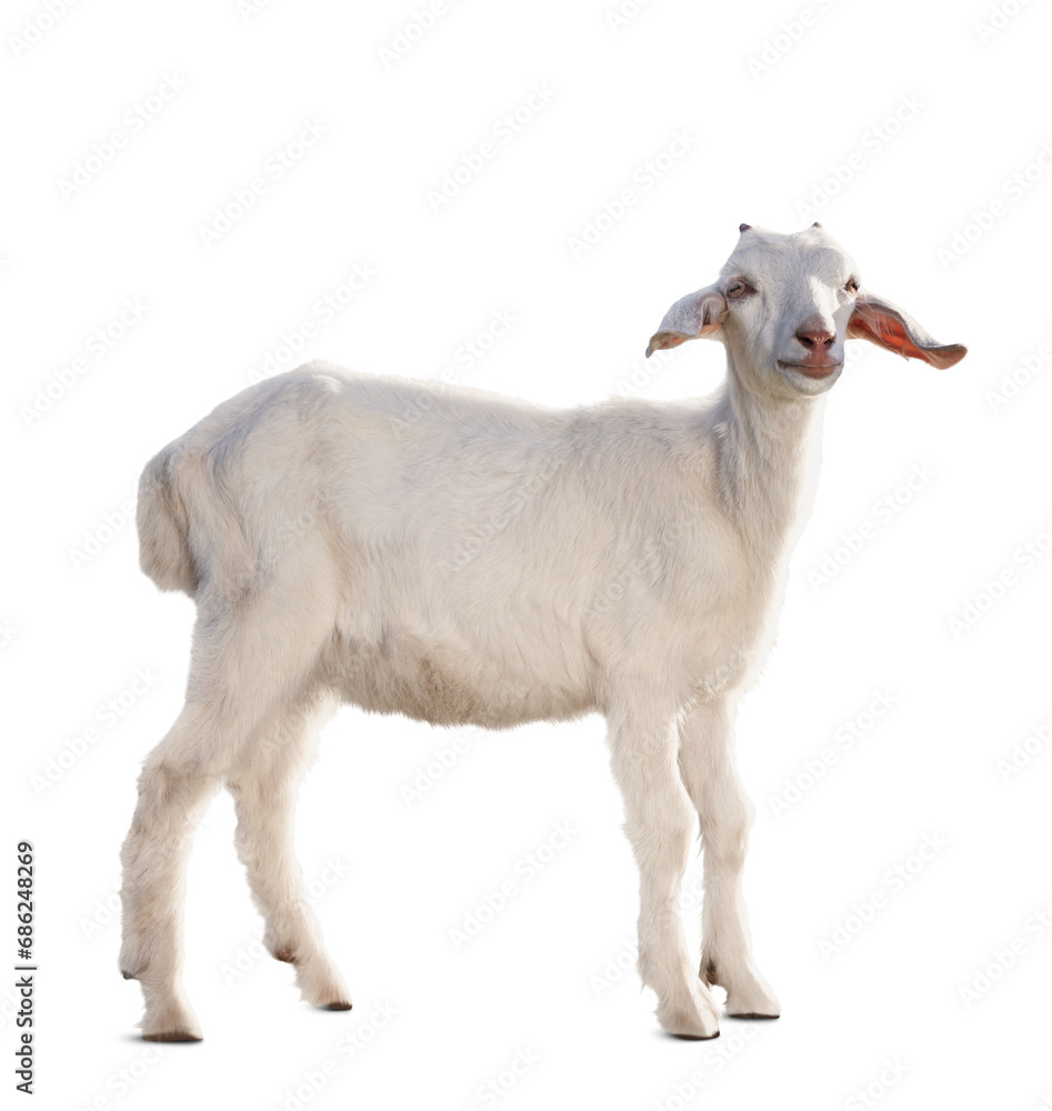 Cute goat isolated on white. Farm animal