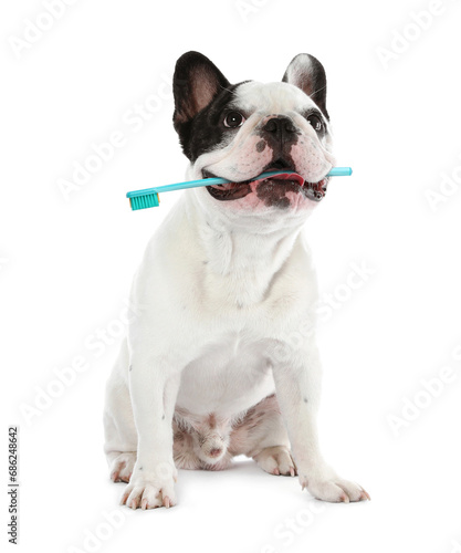 Cute dog with toothbrush in mouth isolated on white. Animal oral hygiene