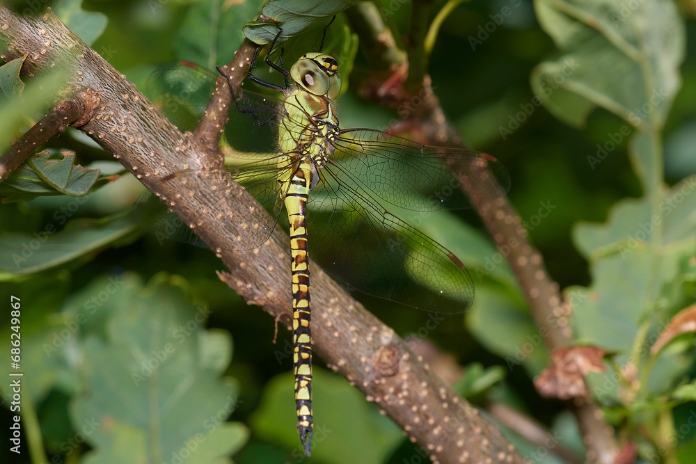 Brown hawker damselfly,, Aeshna grandis,, on summer meadow, Carpathian forest, Slovakia Brown hawker damselfly,, Aeshna grandis,, on summer meadow, Carpathian forest, Slovakia