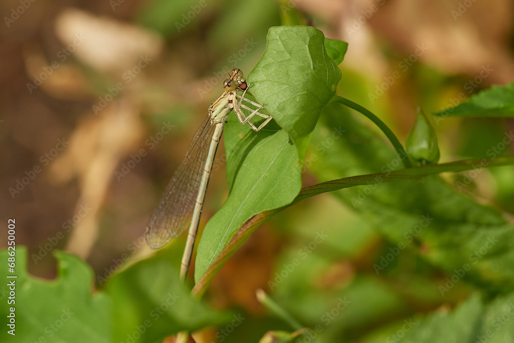 Common blue damselfly on summer meadow, Danubian forest, Slovakia Common blue damselfly on summer meadow, Danubian forest, Slovakia