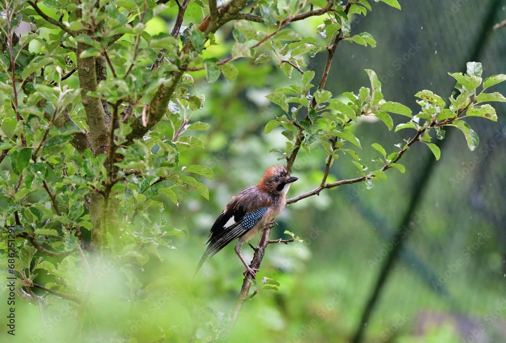The Eurasian jay watching in the tree top between the leaves while rain.