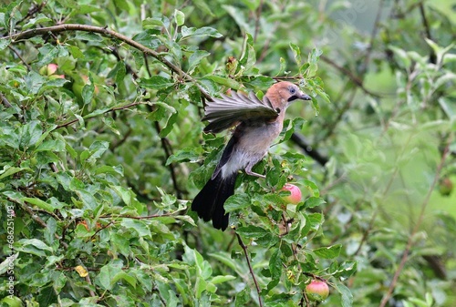 Obraz na płótnie The Eurasian jay watching in the tree top between the leaves while rain. w salonie