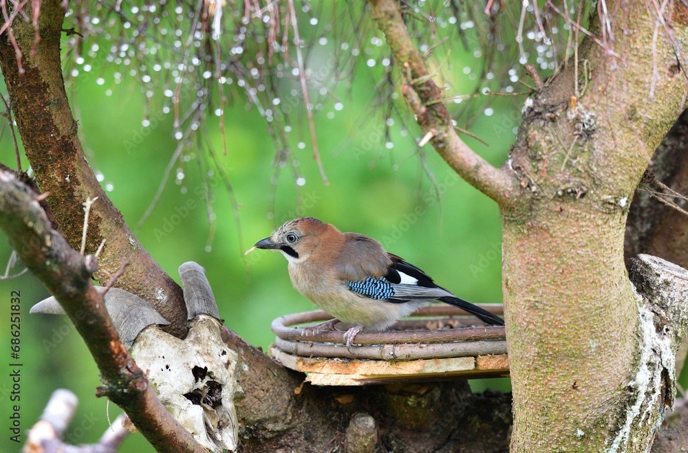 The Eurasian jay walking and eating in the grass close up portrait