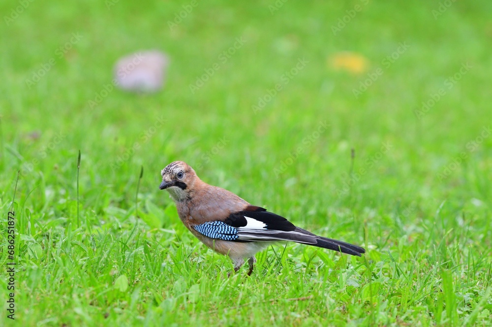 The Eurasian jay walking and eating in the grass close up portrait