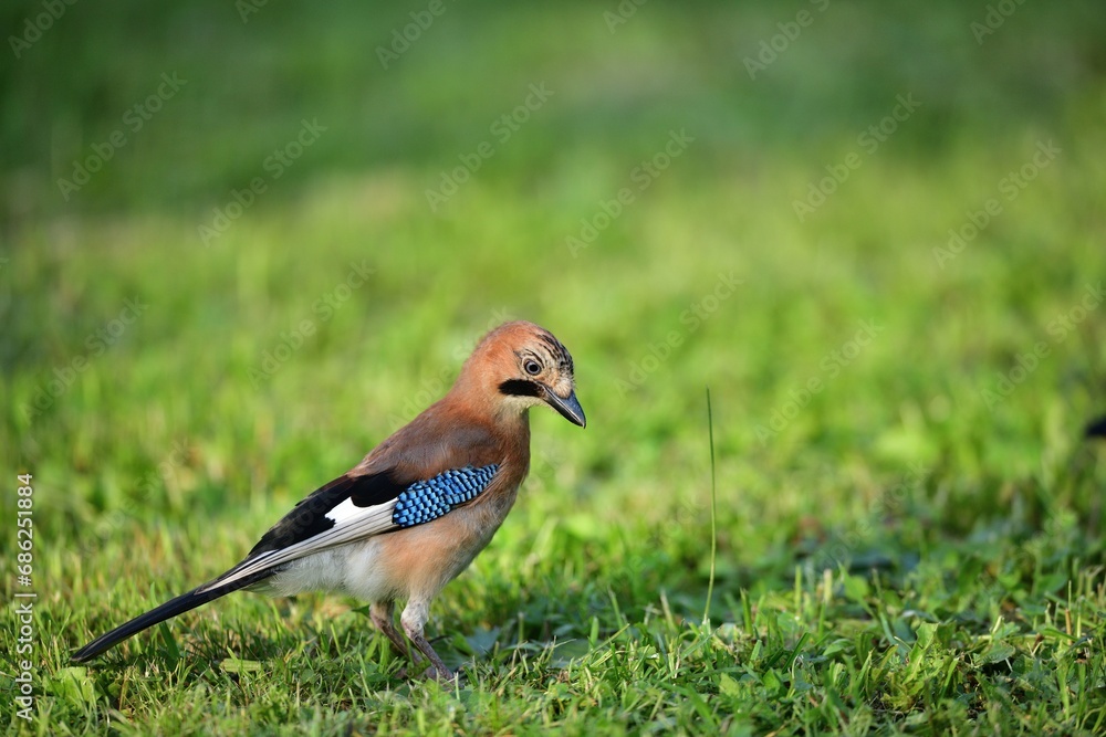 The Eurasian jay walking and eating in the grass close up portrait