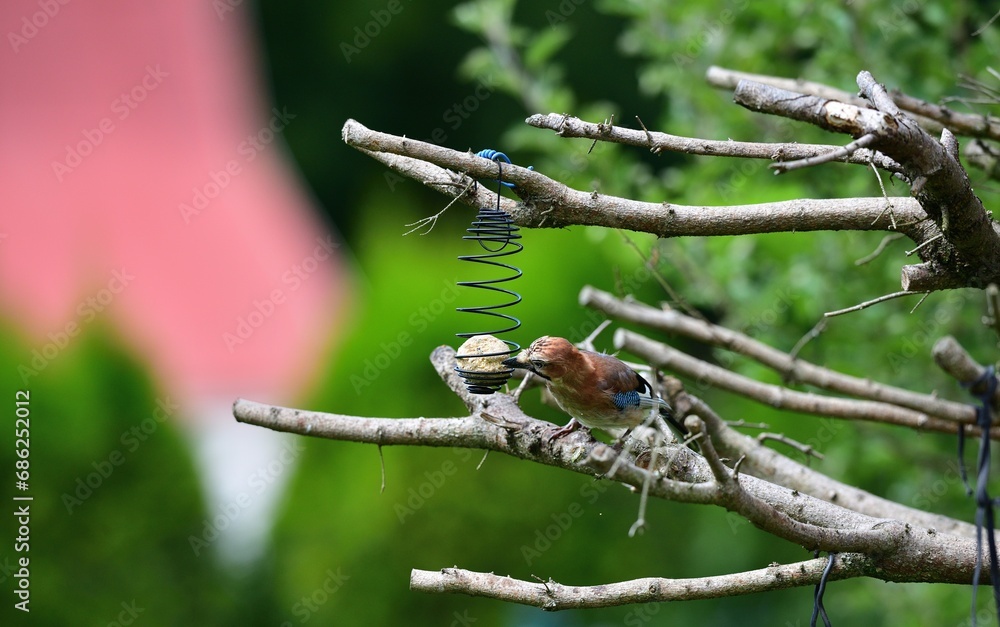 The Eurasian jay sitting on tallow ball eating sunflower seeds during rain