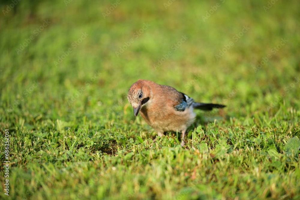 The Eurasian jay walking and eating in the grass close up portrait