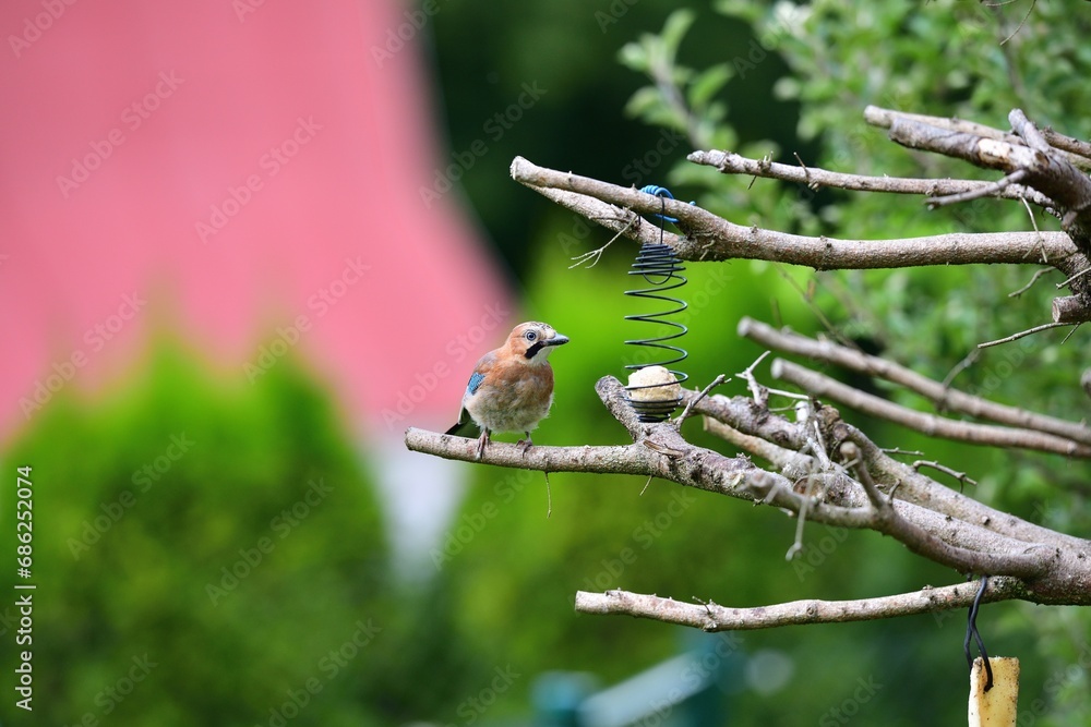 The Eurasian jay sitting on tallow ball eating sunflower seeds during rain