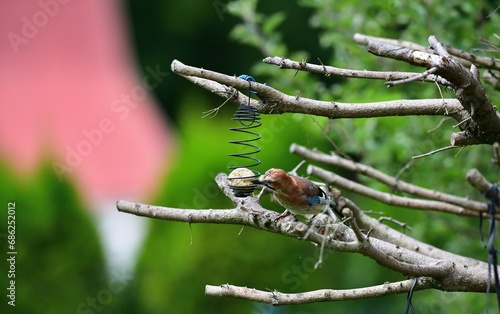 Obraz na płótnie The Eurasian jay sitting on tallow ball eating sunflower seeds during rain w salonie