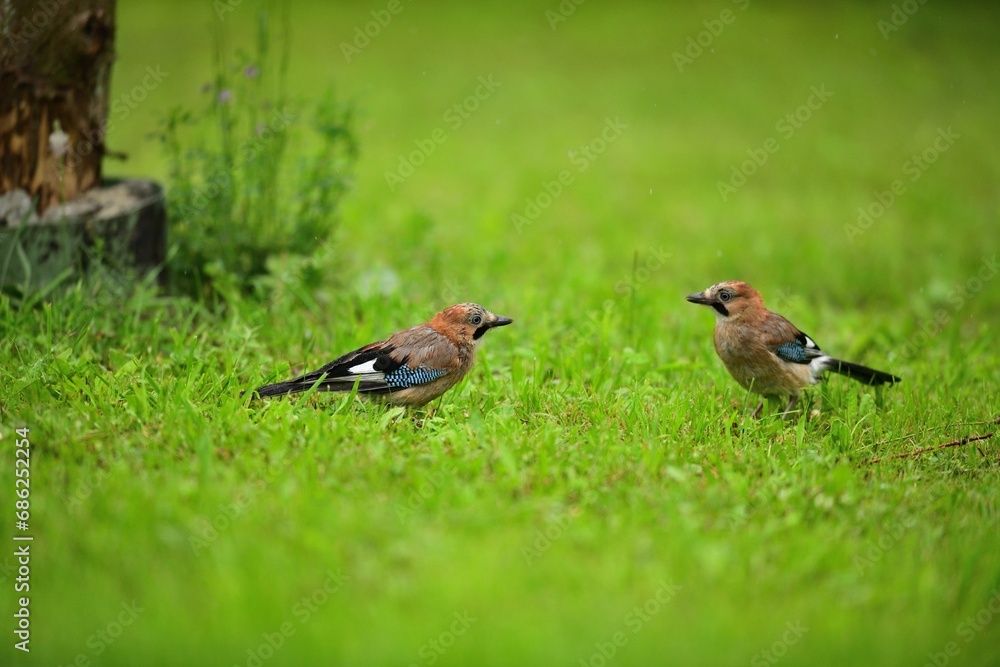 A flock of jays fights among themselves for food in the grass during rain