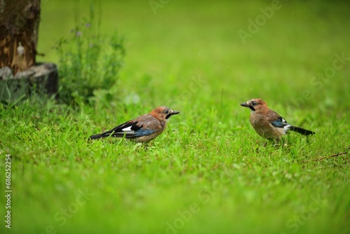 Obraz na płótnie A flock of jays fights among themselves for food in the grass during rain w salonie