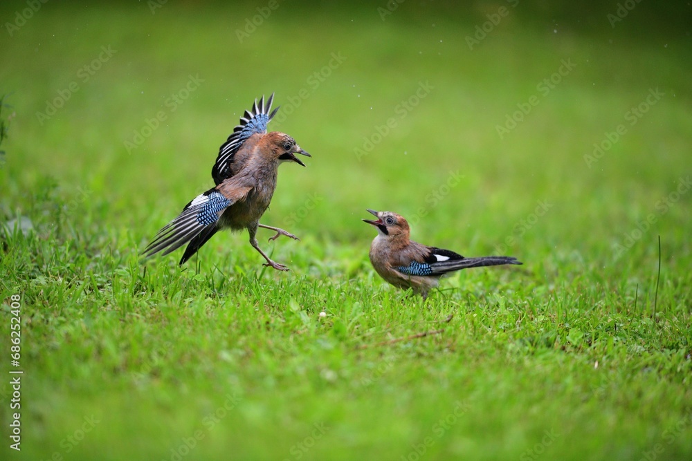 A flock of jays fights among themselves for food in the grass during rain