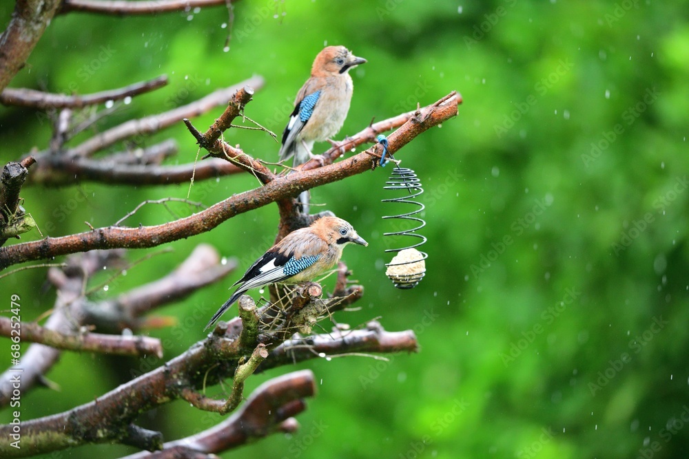 The Eurasian jay sitting on tallow ball eating sunflower seeds during rain