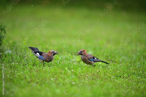 Obraz na płótnie A flock of jays fights among themselves for food in the grass during rain w salonie