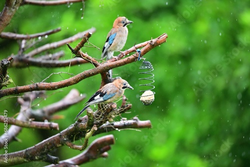Obraz na płótnie The Eurasian jay sitting on tallow ball eating sunflower seeds during rain w salonie
