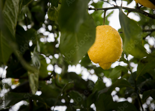 Detail of ripe lemons and a tree with green leaves. photo
