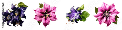 Belladonna flower clipart collection, vector, icons isolated on transparent background #686259220